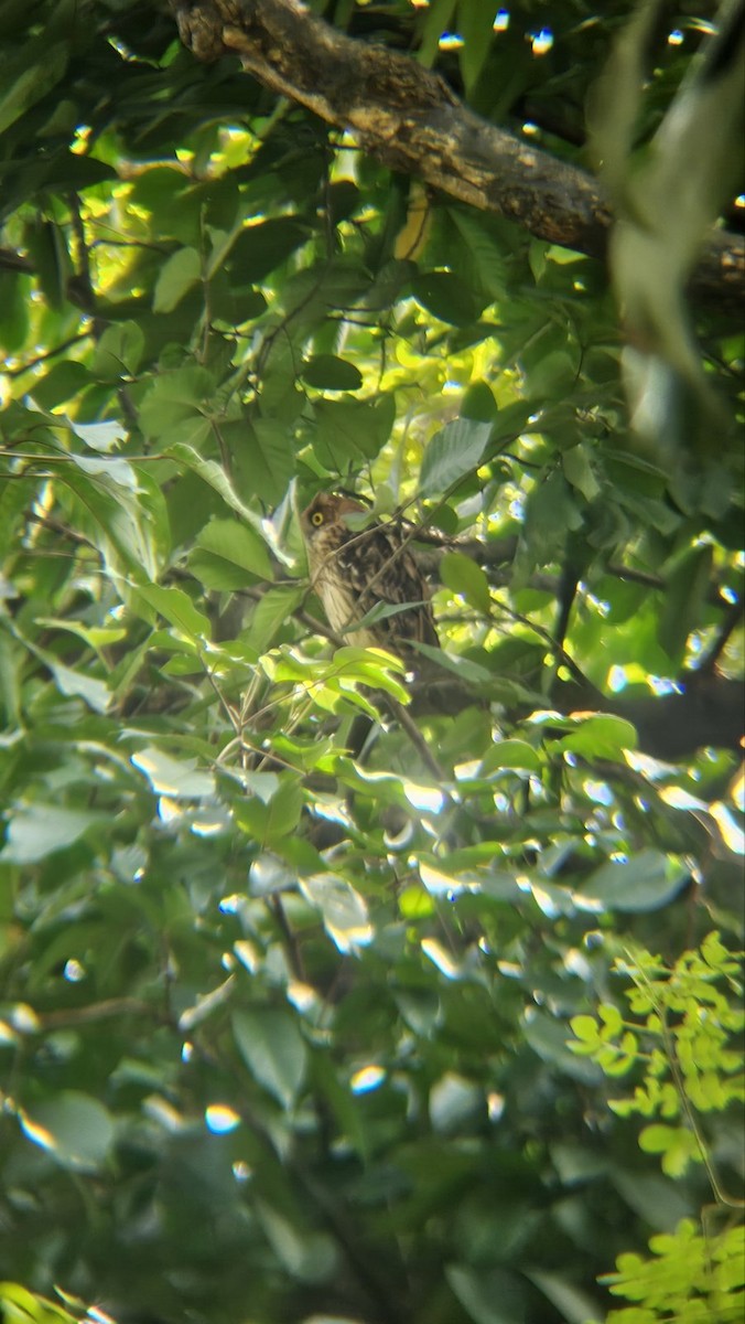 Philippine Eagle-Owl - ML643333315