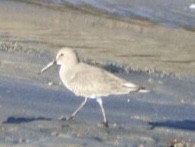 Bécasseau variable - ML643333317