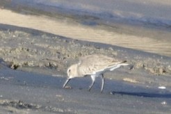 Bécasseau variable - ML643333319