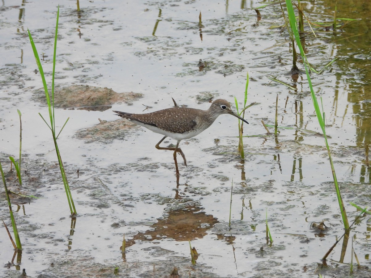 eremittsnipe - ML643333322