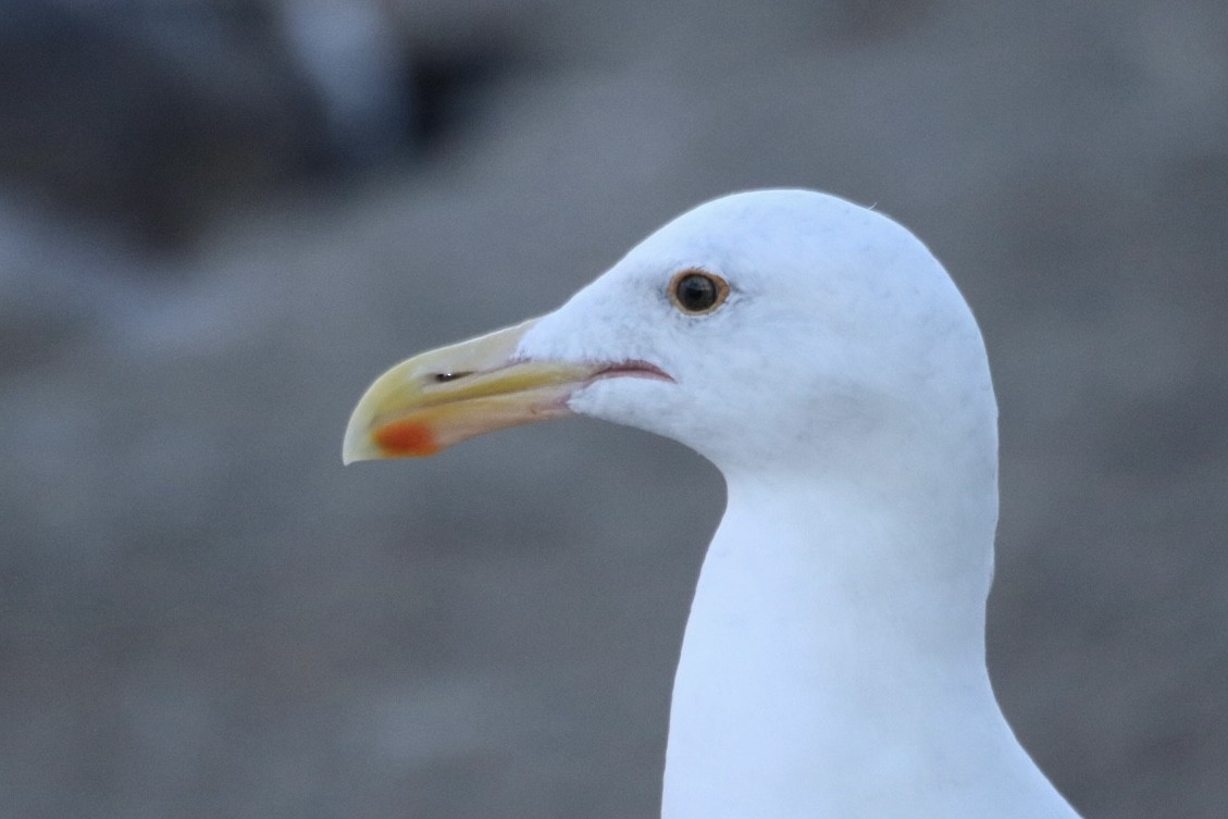 Goéland d'Audubon - ML643333332