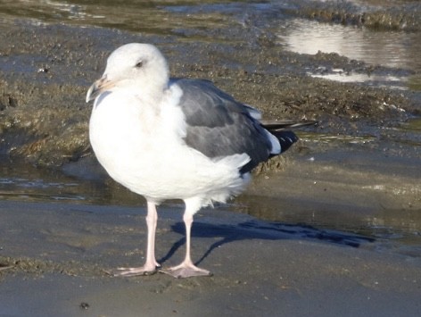 Goéland d'Audubon - ML643333333