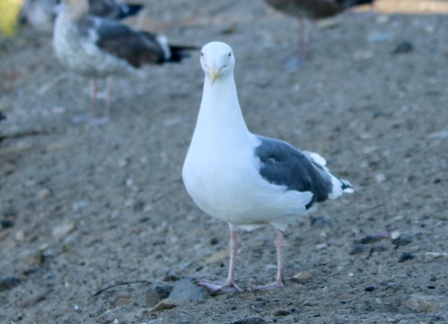 Goéland d'Audubon - ML643333334
