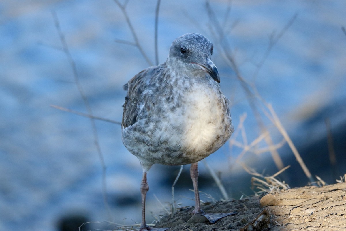 Goéland d'Audubon - ML643333335