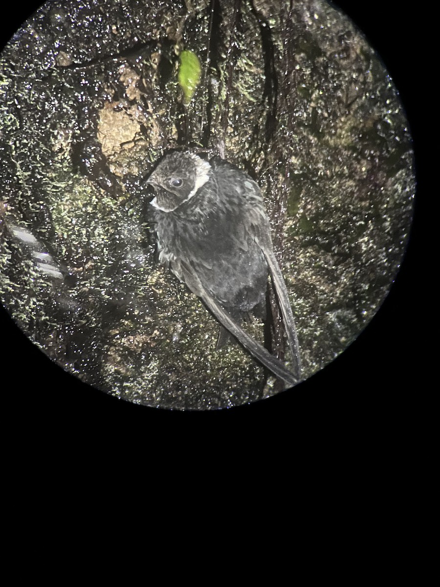 White-collared Swift - ML643333338
