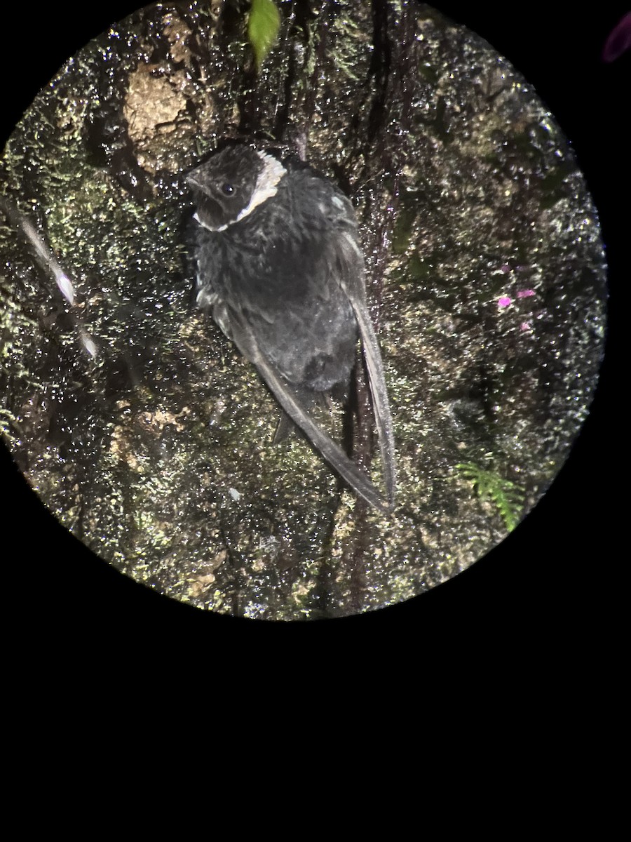 White-collared Swift - ML643333339
