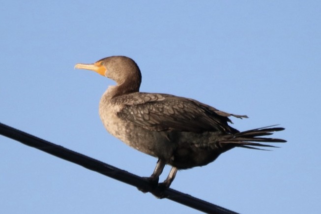 Cormoran à aigrettes - ML643333343