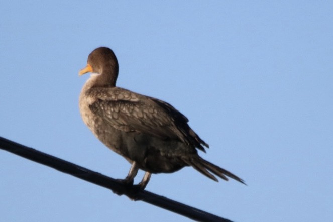 Cormoran à aigrettes - ML643333344