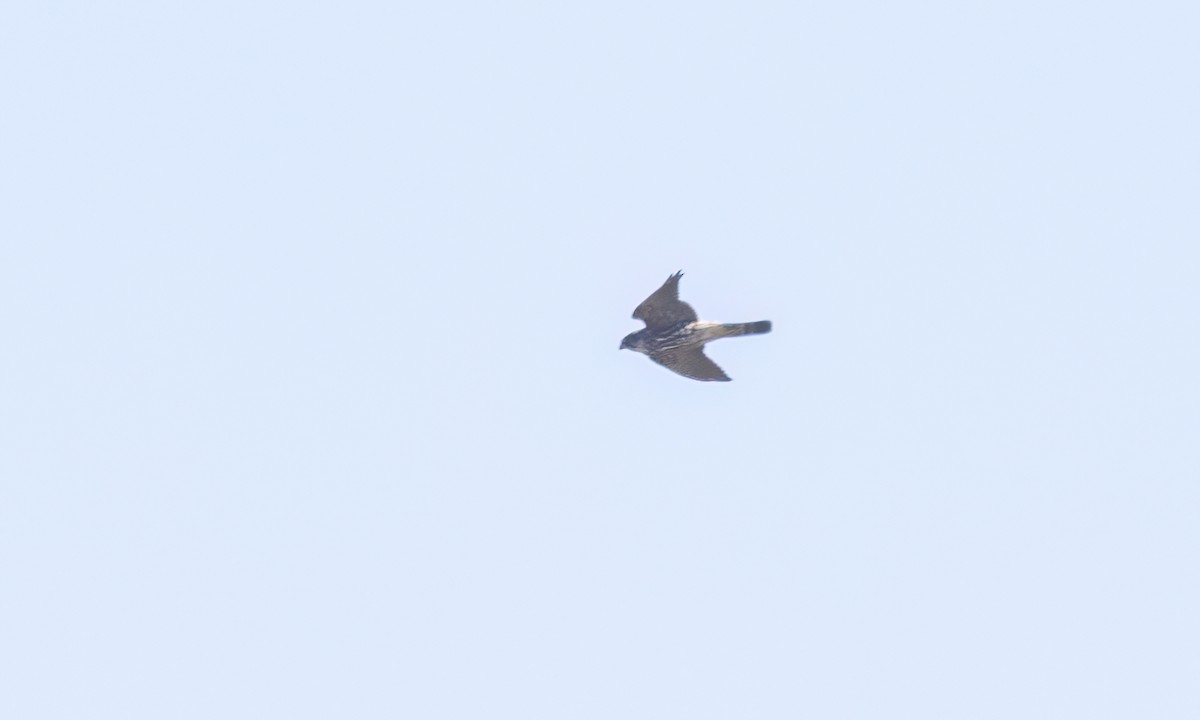 Faucon émerillon (columbarius) - ML643333365
