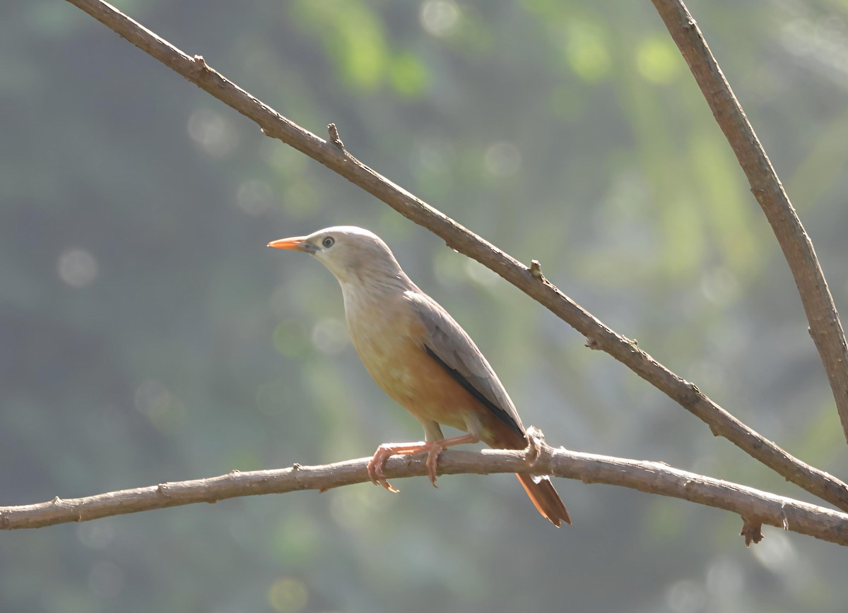 Chestnut-tailed Starling - ML643333369