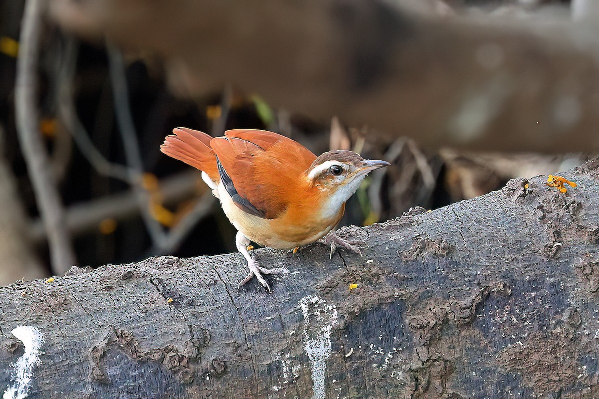 Pale-legged Hornero - ML643333385