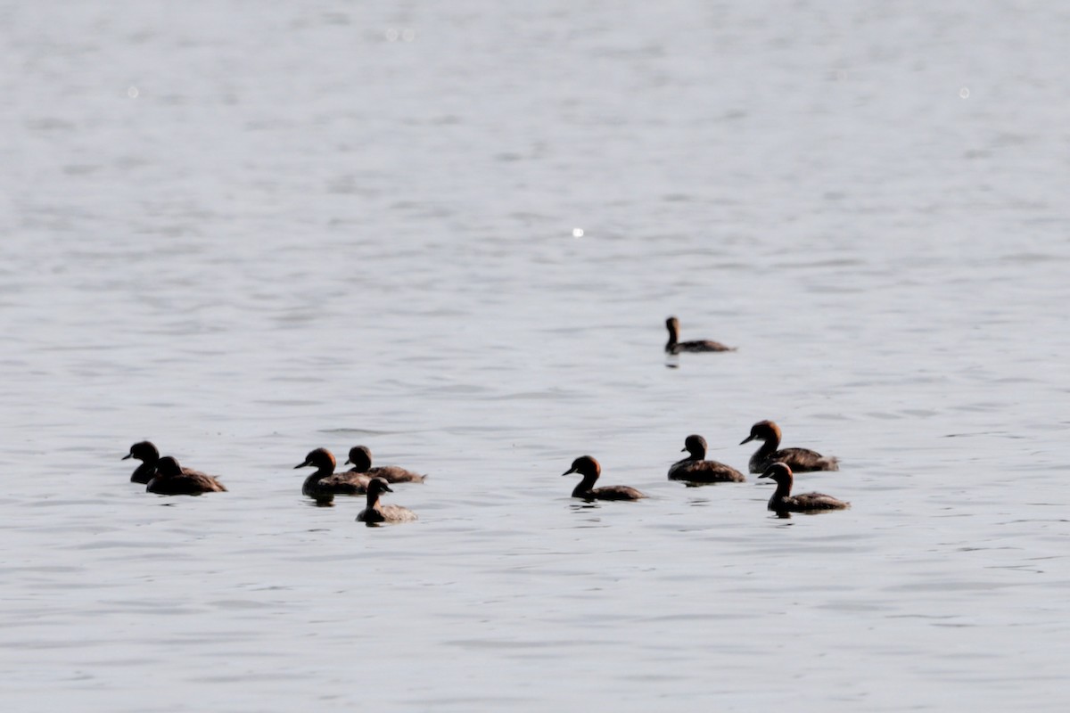 Australasian Grebe - ML643333395