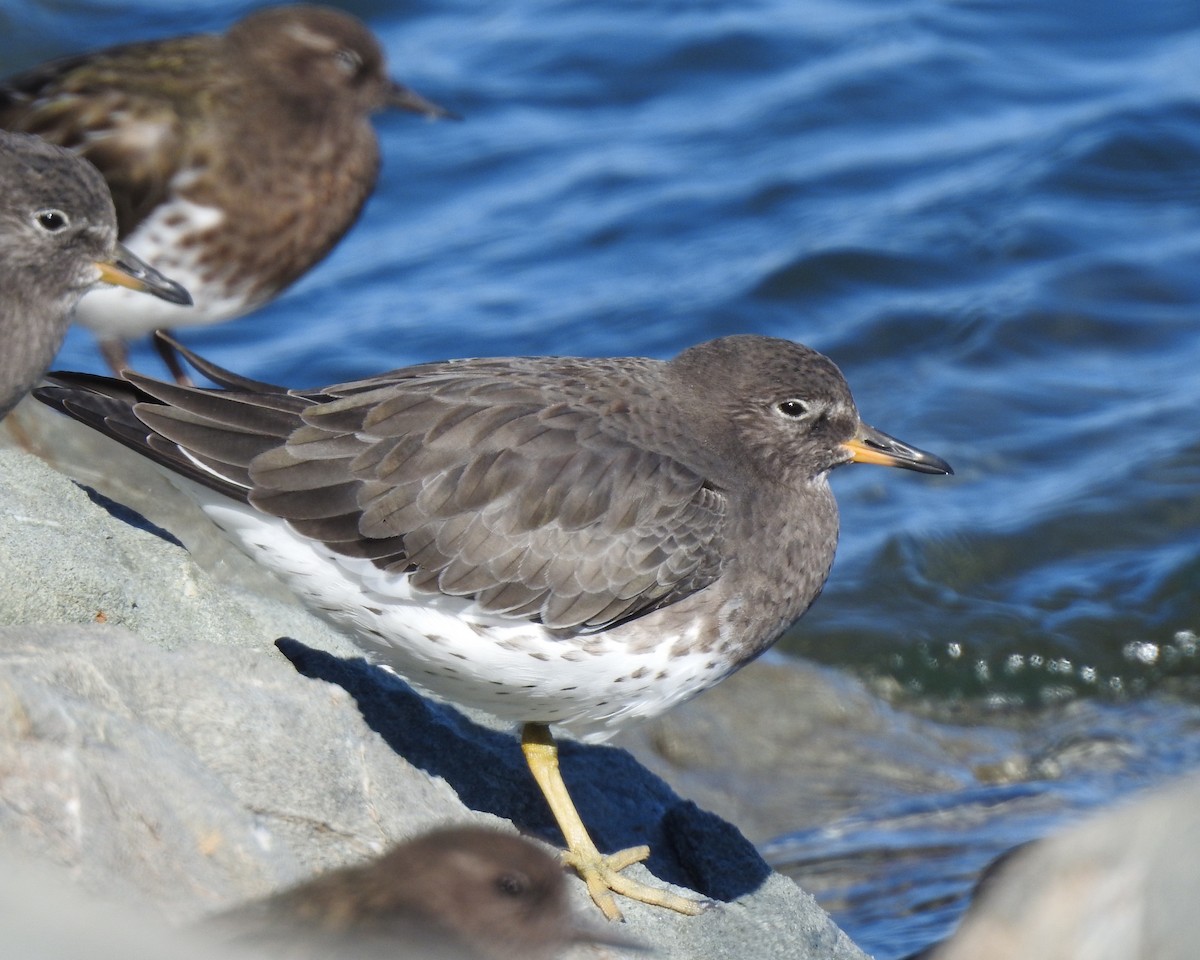 Surfbird - ML643333407