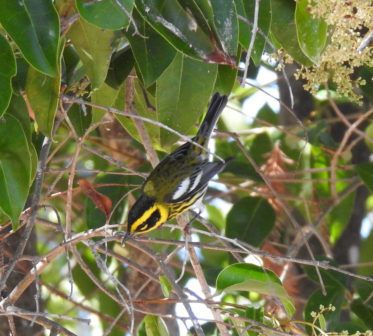 Townsend's Warbler - ML643333421