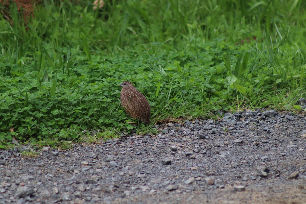 Brown Quail - ML643333423