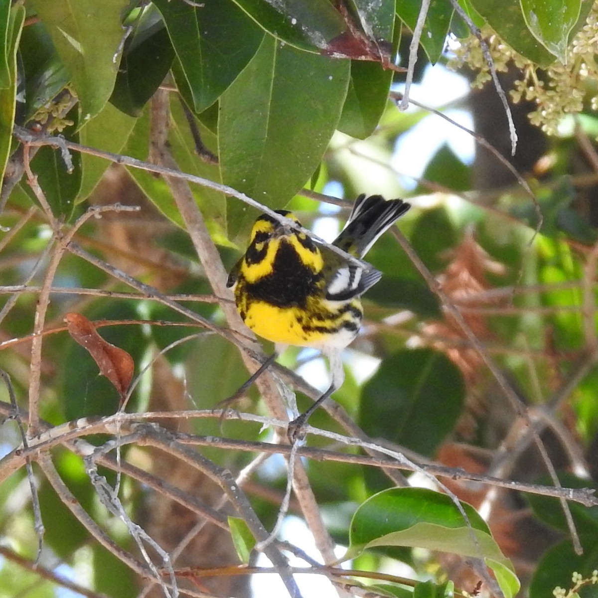 Townsend's Warbler - ML643333432