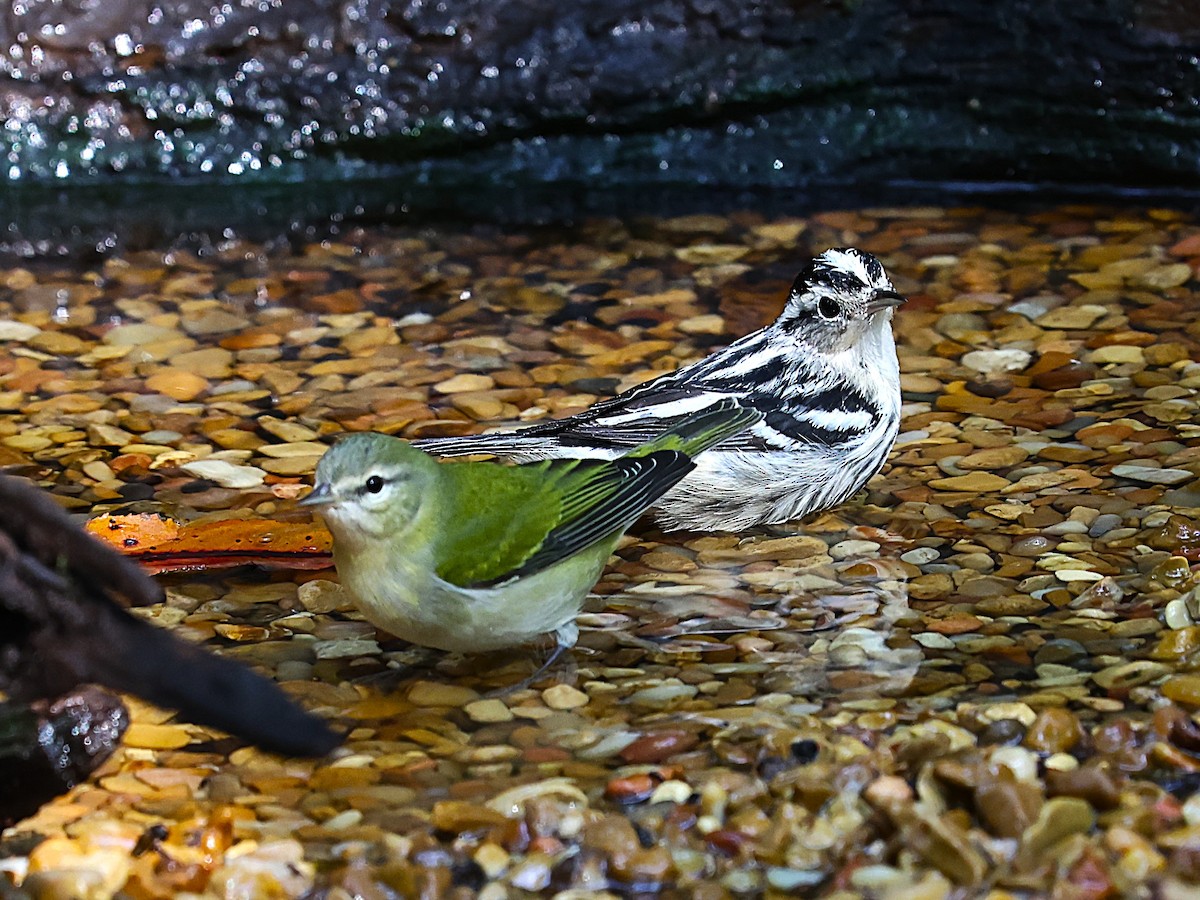 シロクロアメリカムシクイ - ML643333436