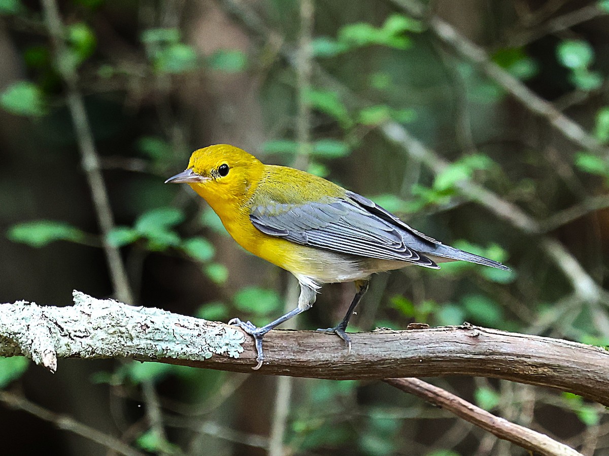 Prothonotary Warbler - ML643333463