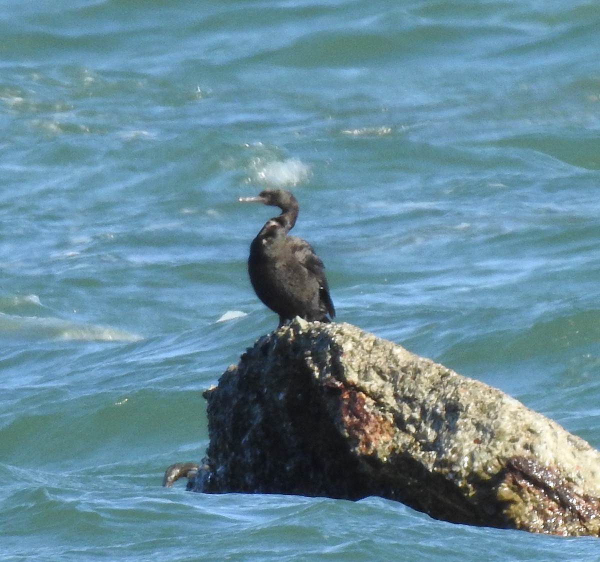 Cormoran pélagique - ML643333465