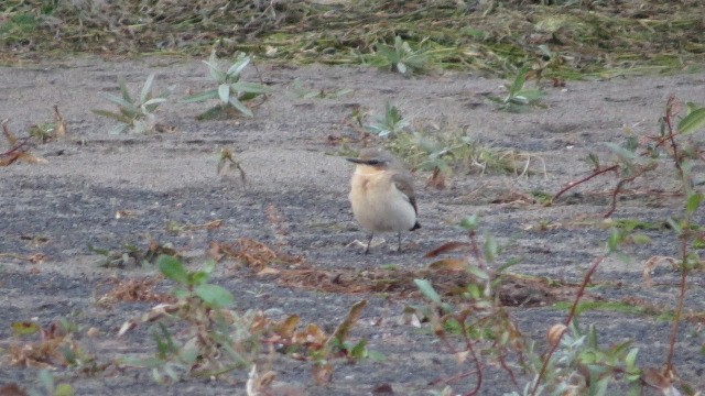 Northern Wheatear - ML643333501