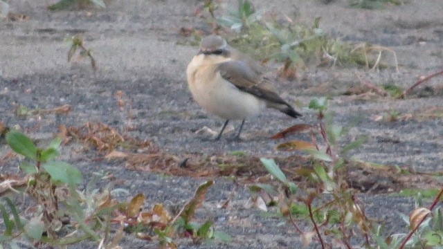 Northern Wheatear - ML643333507