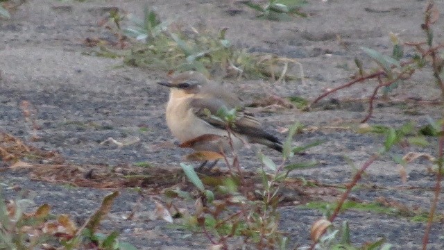 Northern Wheatear - ML643333509
