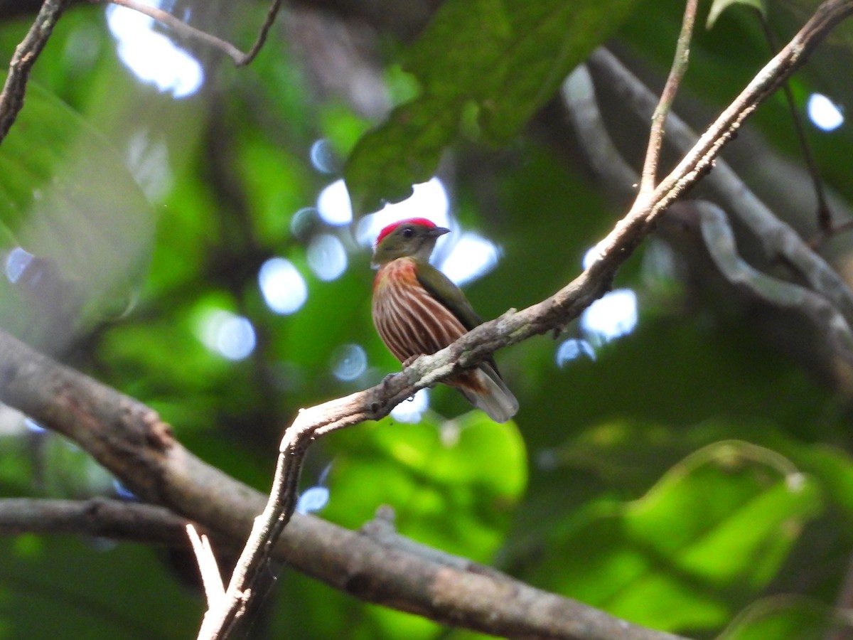 Striolated Manakin - ML643333510