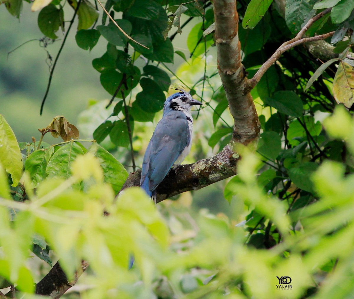 White-throated Magpie-Jay - ML643333543