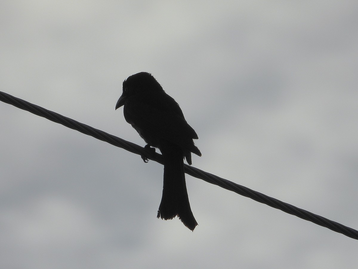 Spangled Drongo - ML643333572