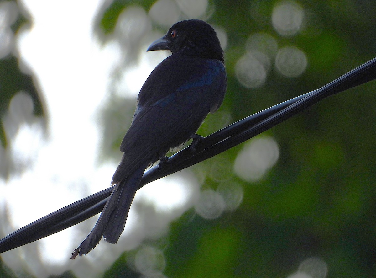 Spangled Drongo - ML643333573