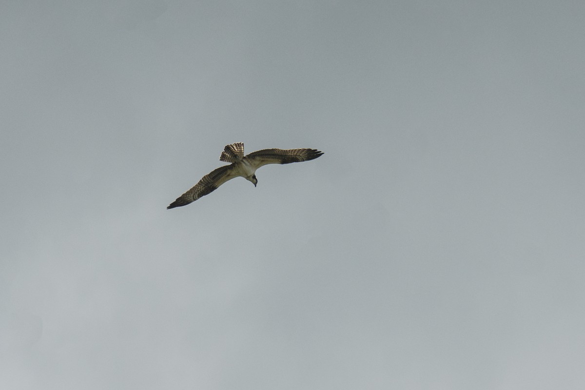 orlovec říční - ML643333574