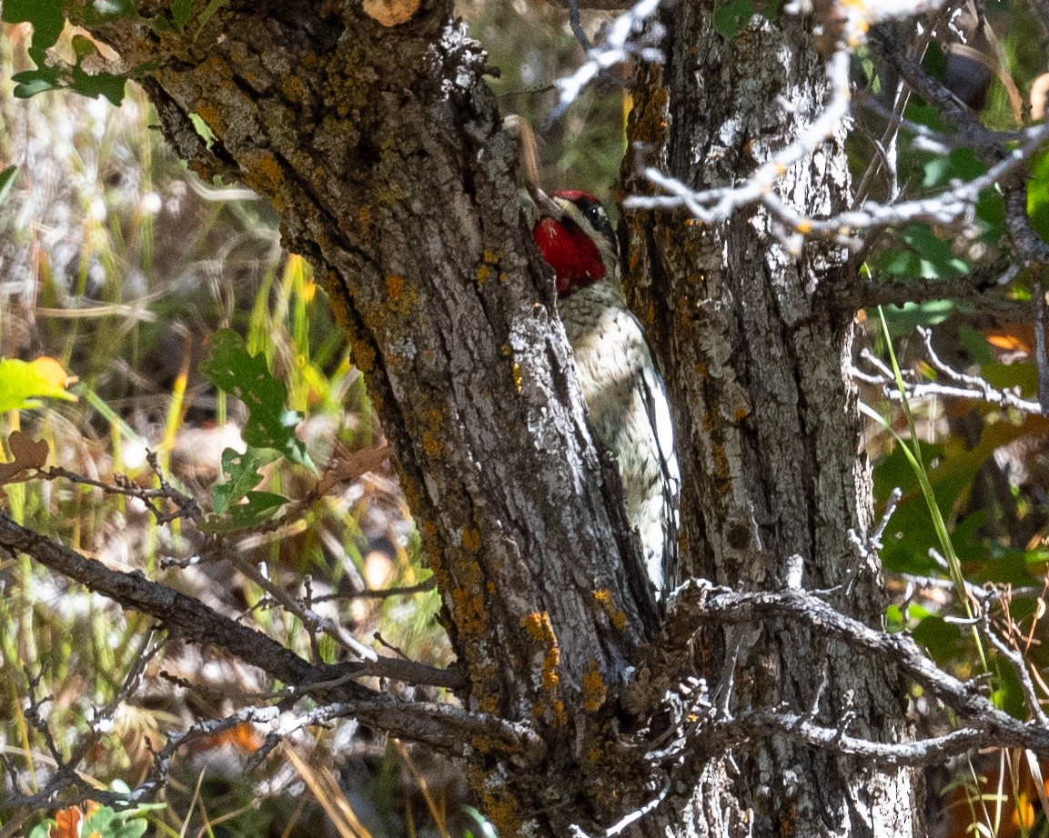 Red-naped Sapsucker - ML643333605
