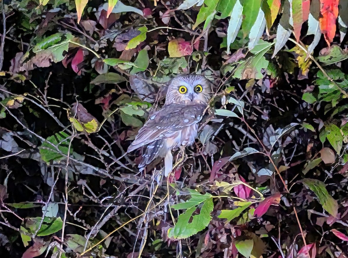 Northern Saw-whet Owl - ML643333606