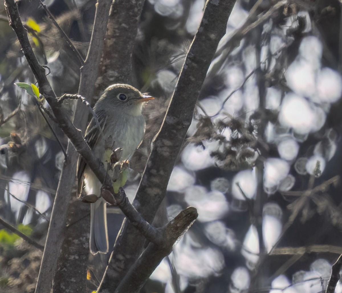 Zwergschnäppertyrann - ML643333621