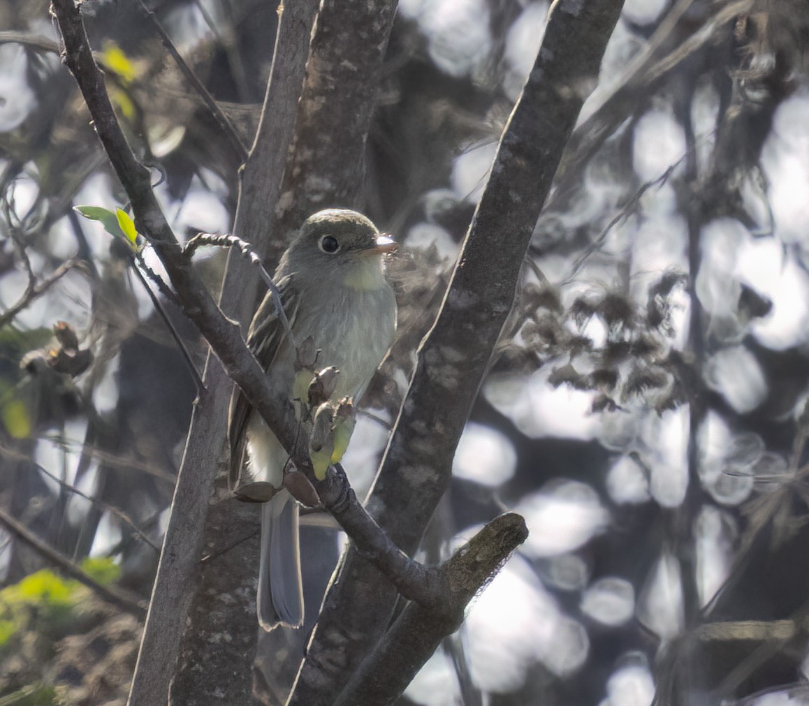 Zwergschnäppertyrann - ML643333622