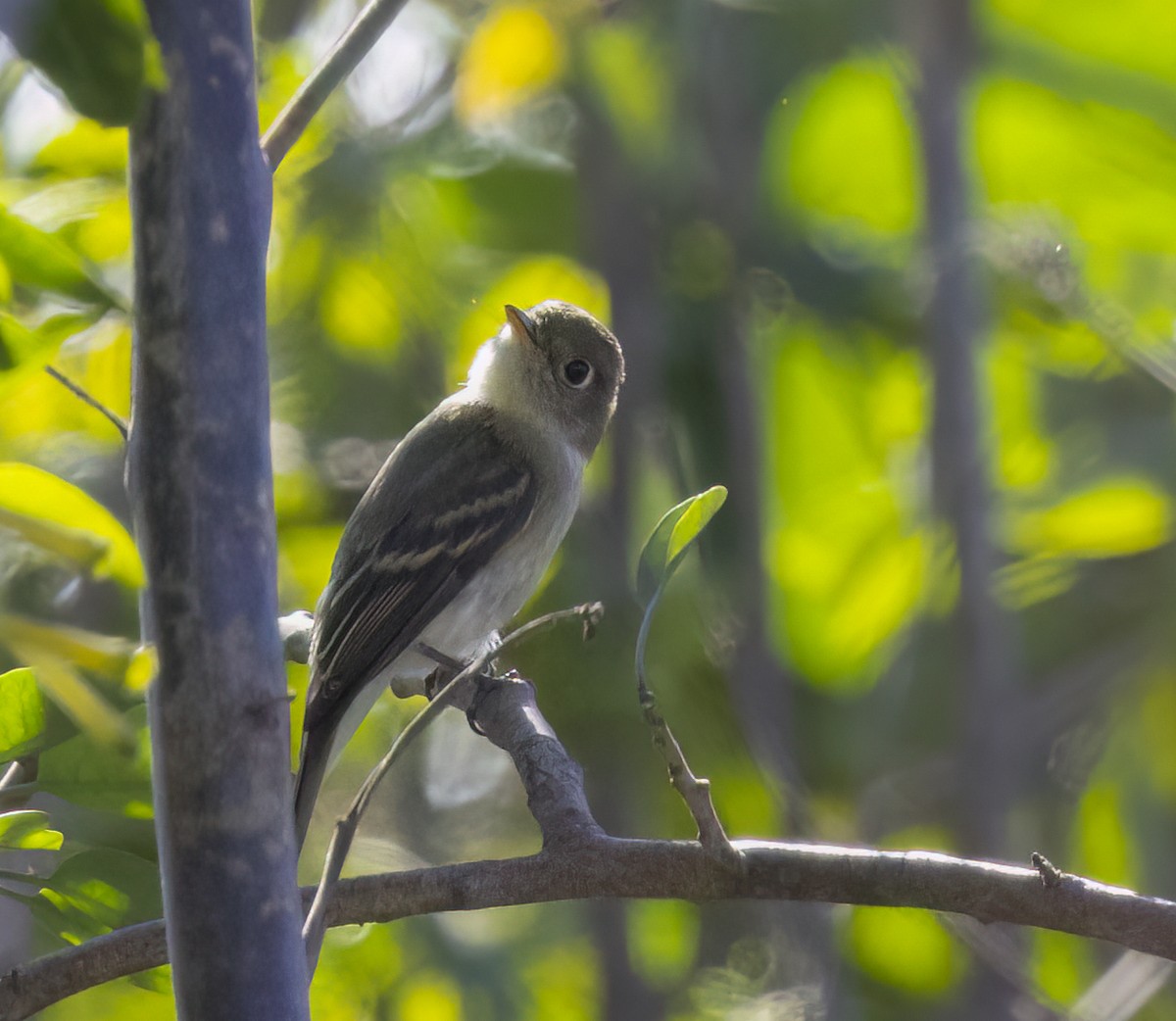 Zwergschnäppertyrann - ML643333623