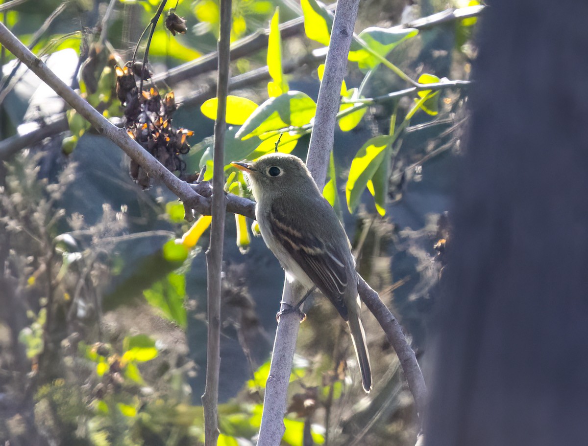 Zwergschnäppertyrann - ML643333624