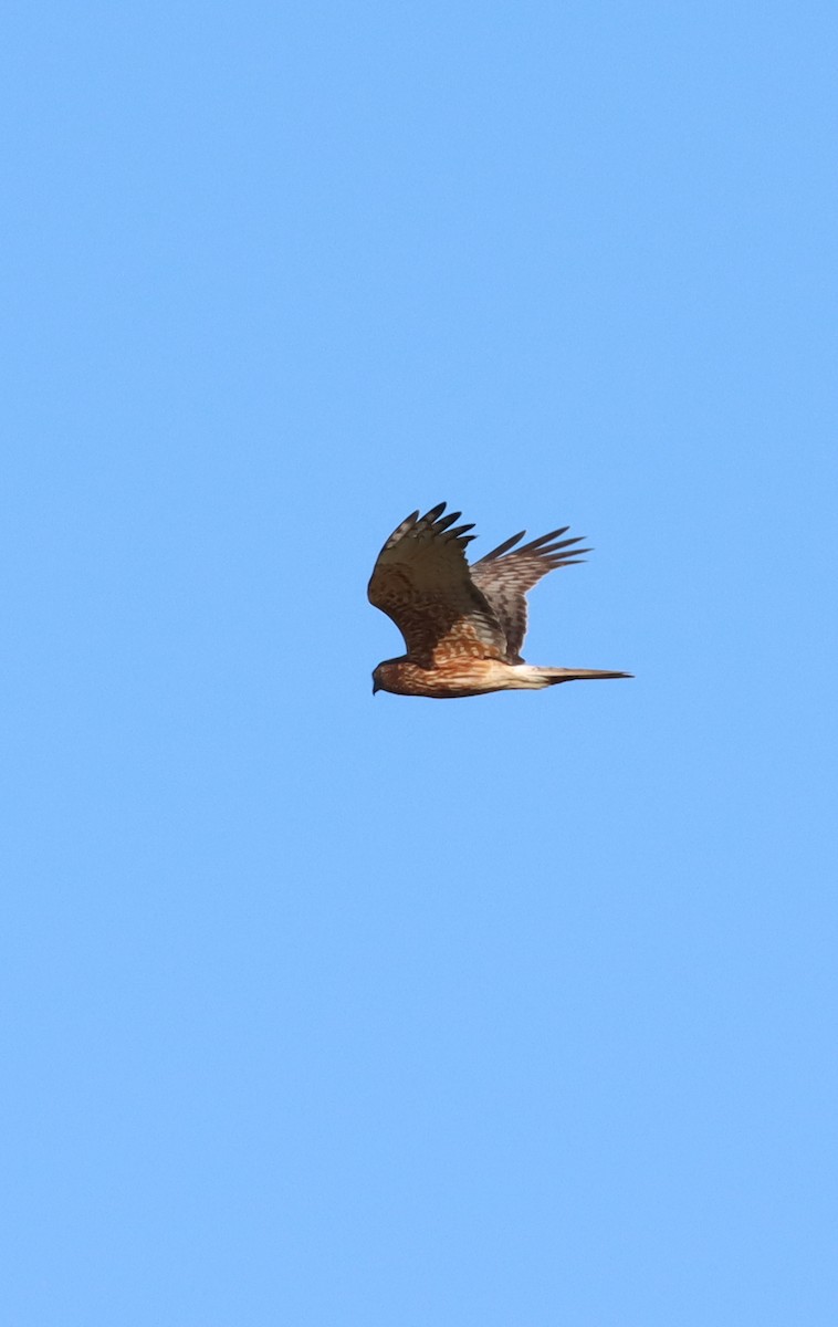 Swamp Harrier - ML643333651