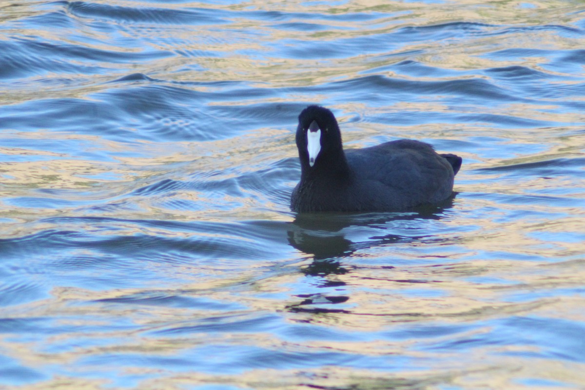 American Coot - ML643333654