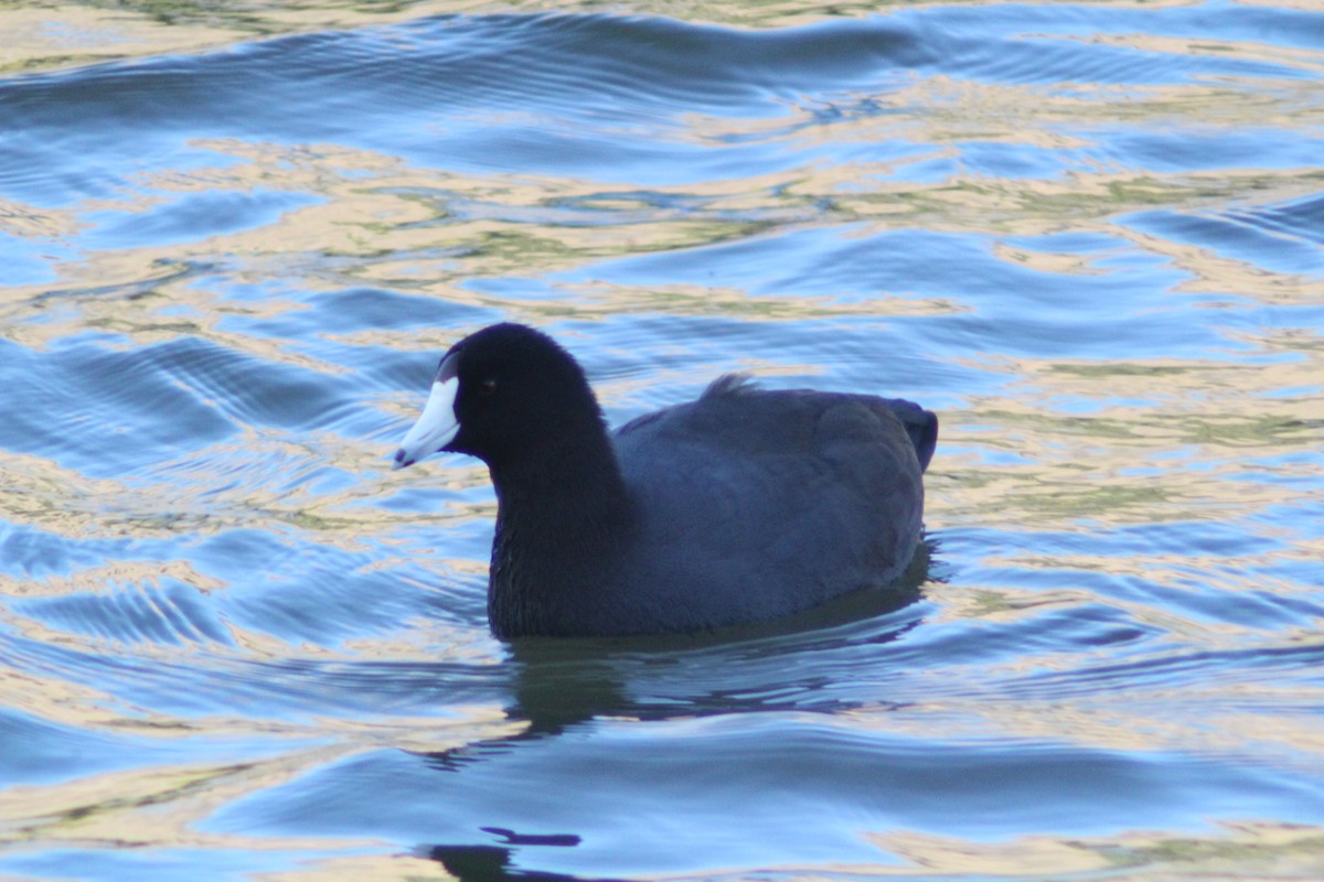 American Coot - ML643333655