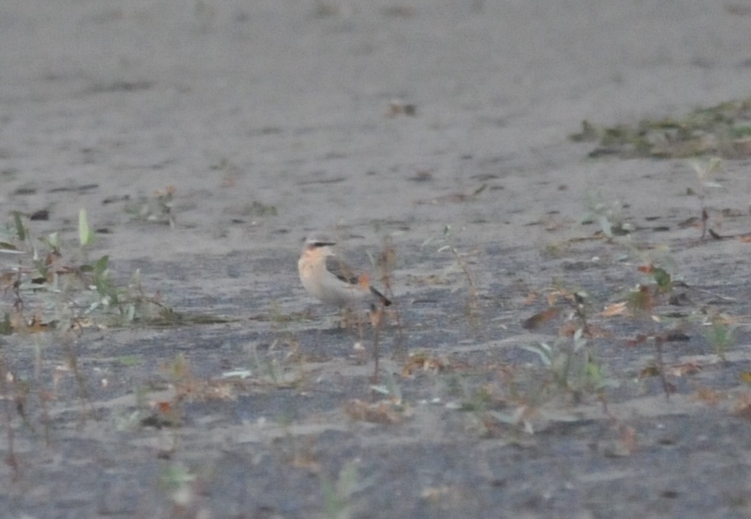 Northern Wheatear - ML643333656