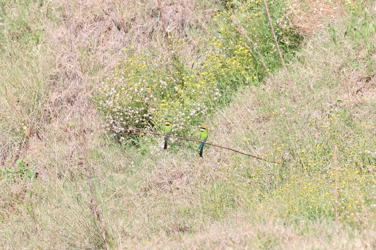 Rainbow Bee-eater - ML643333662