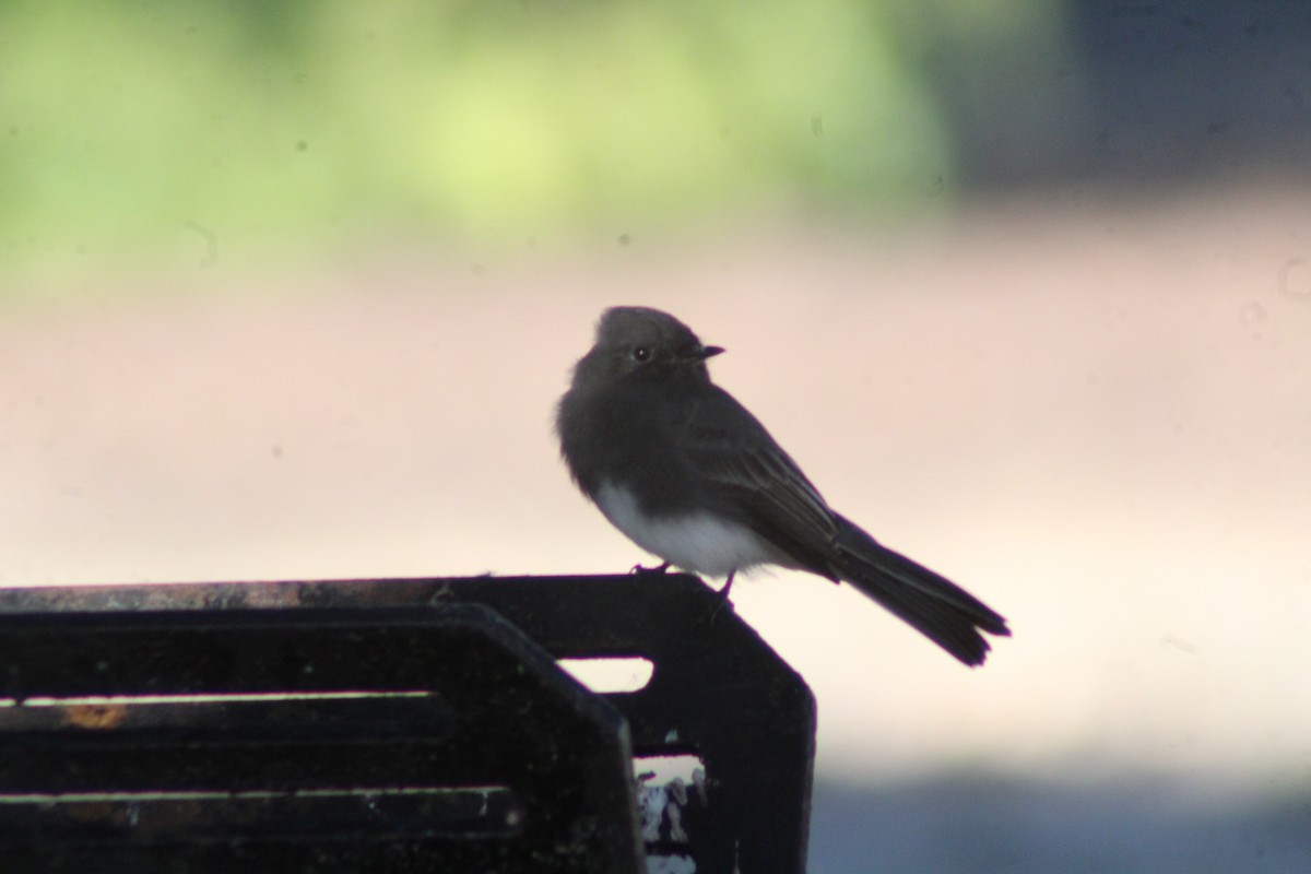 Black Phoebe - ML643333663