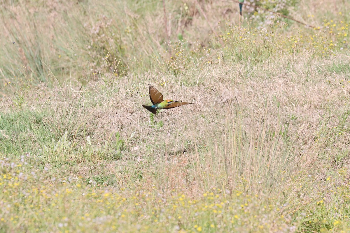 Rainbow Bee-eater - ML643333667