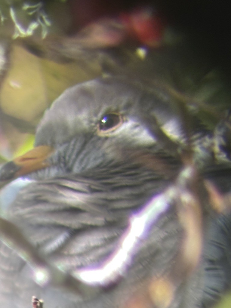 Band-tailed Pigeon - ML643333672