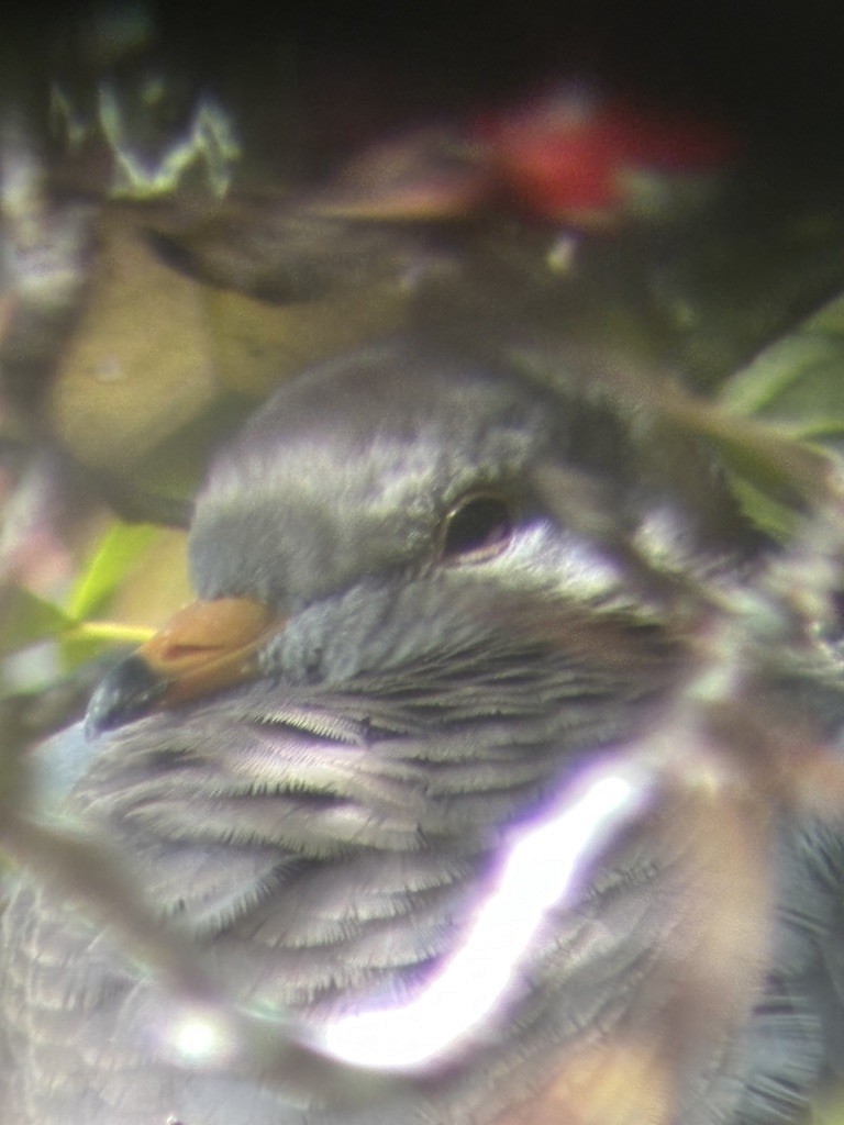 Band-tailed Pigeon - ML643333678