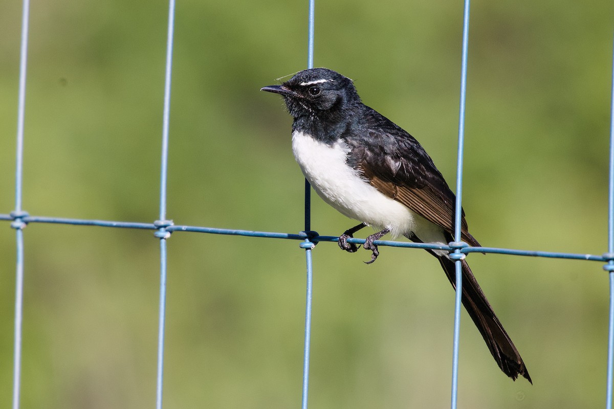 Willie-wagtail - ML643333680
