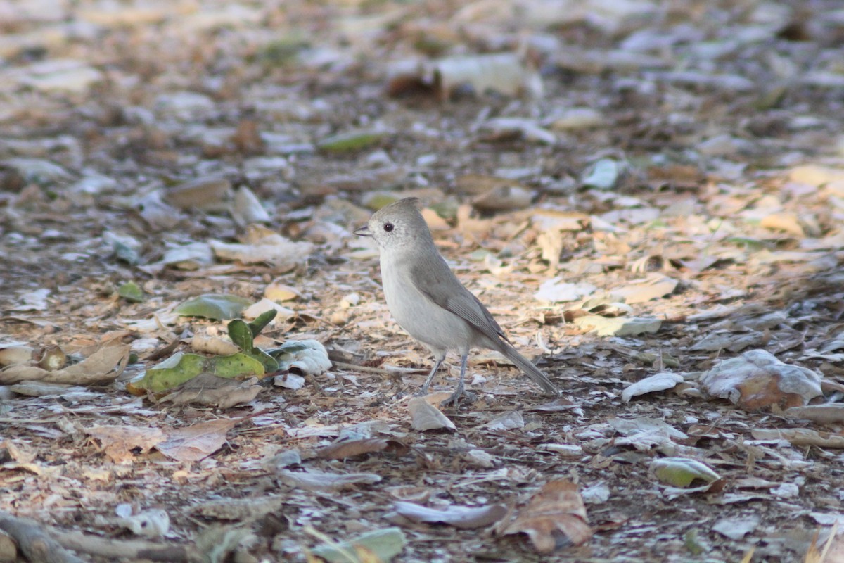 Oak Titmouse - ML643333682
