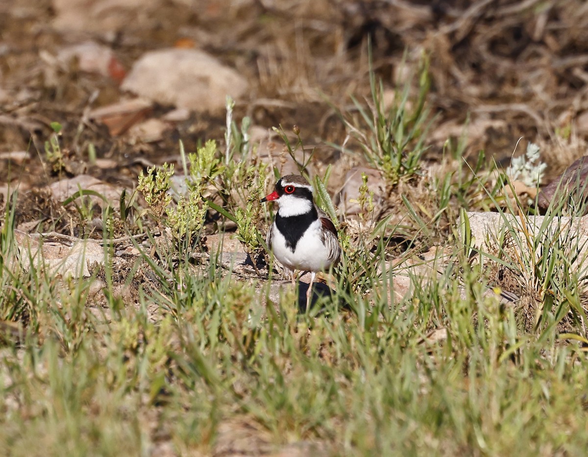 Black-fronted Dotterel - ML643333683