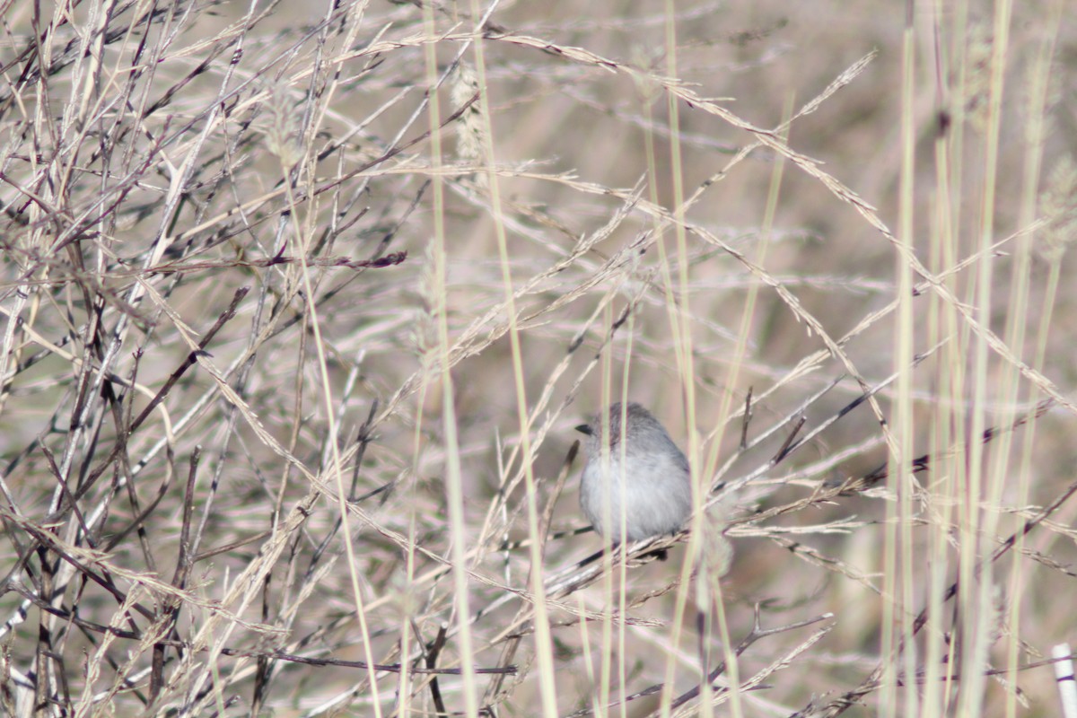 Bushtit - ML643333694